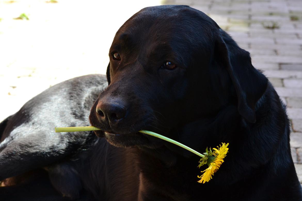 Labrador retriever Athos RIP - Min lille charmetrold<3 billede 1