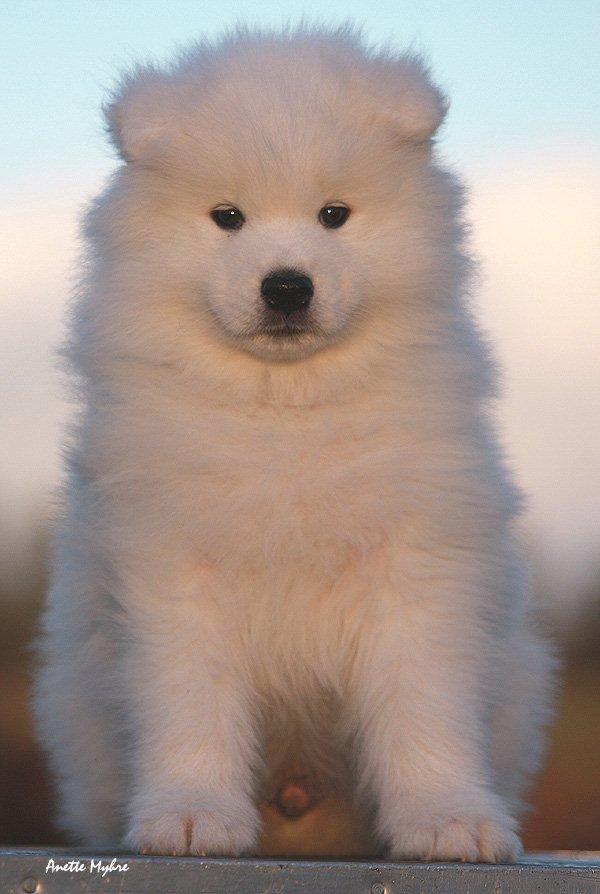 Samojedhund Snechinka's Charlie Of Chimo - Da han var en meget lille dreng (: billede 1
