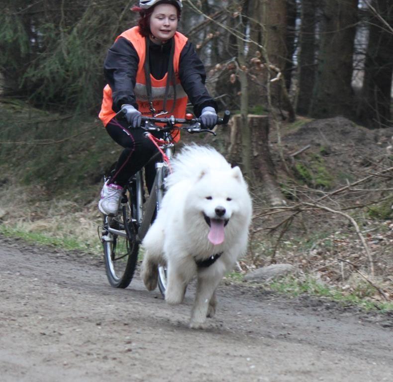 Samojedhund Snechinka's Charlie Of Chimo - Taget fra hans først løb lige inden mål billede 2