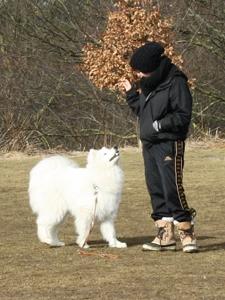 Samojedhund Snechinka's Charlie Of Chimo - så bliver der trænet stå billede 3