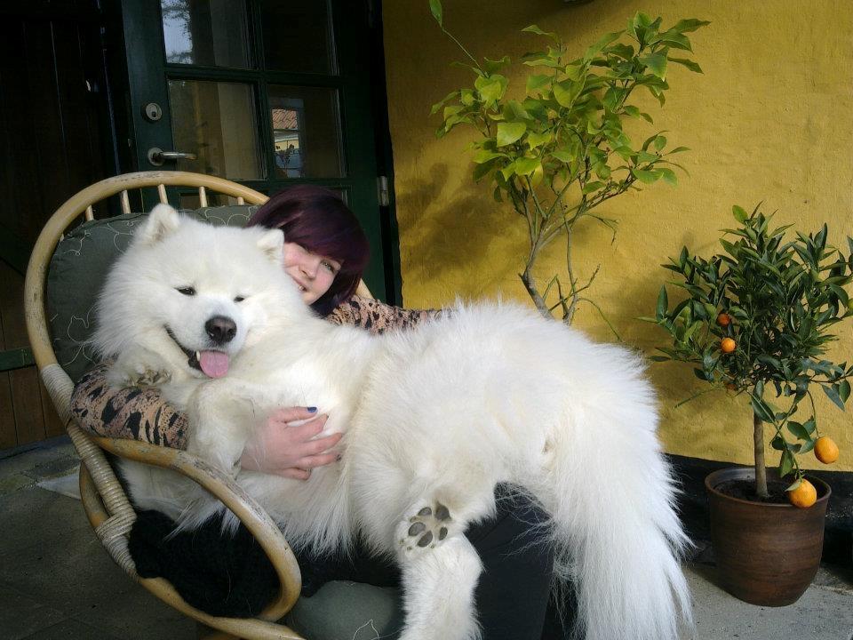 Samojedhund Snechinka's Charlie Of Chimo - lille skøde hund (: billede 4