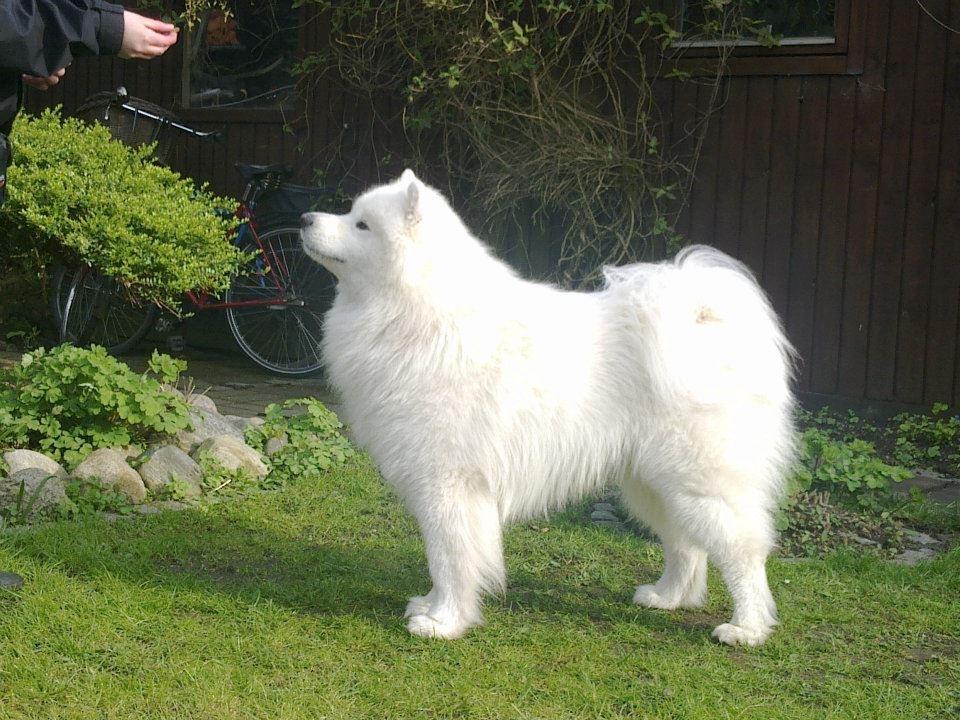 Samojedhund Snechinka's Charlie Of Chimo - træning (: billede 5