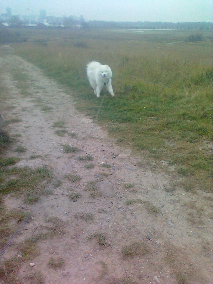 Samojedhund Snechinka's Charlie Of Chimo - på tur på amagerfælled billede 6