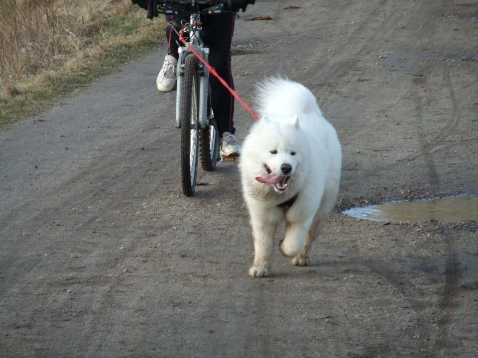 Samojedhund Snechinka's Charlie Of Chimo - træning (: billede 7