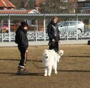 Samojedhund Snechinka's Charlie Of Chimo - fra hvalpetræning i dkk ringsted (: billede 8