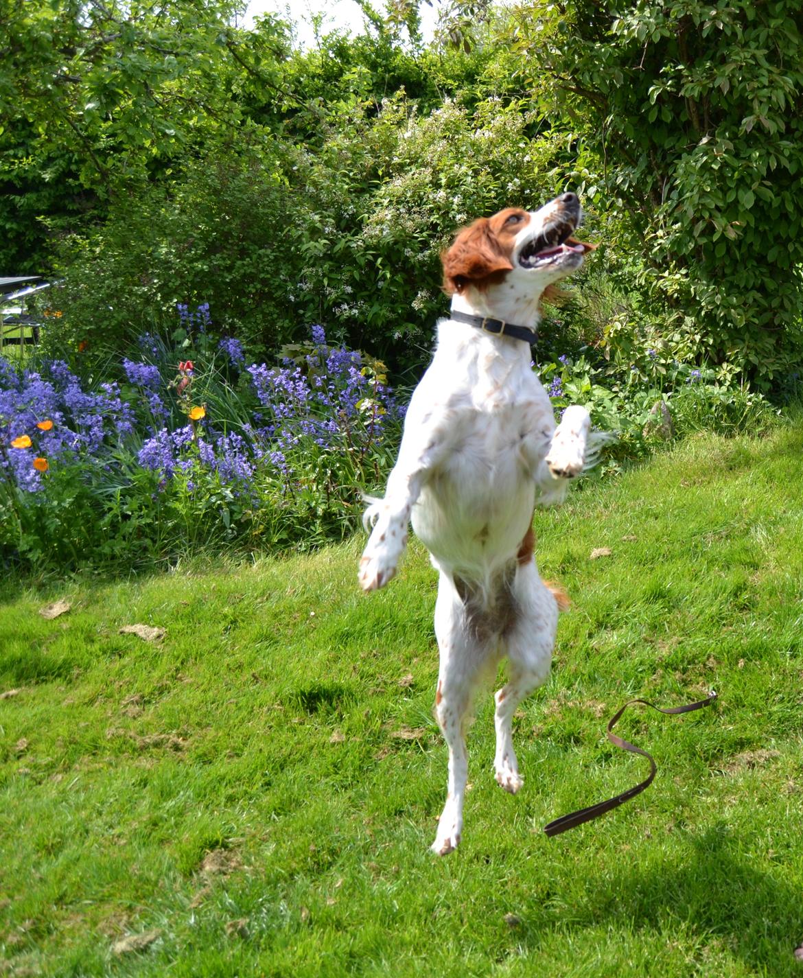 Breton Sitta -  Velkommen :-D
Sitta kan flyve :D billede 1