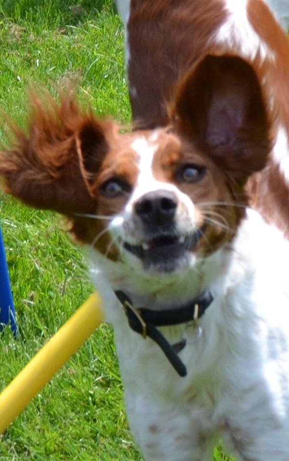 Breton Sitta - NUNNI billede 16