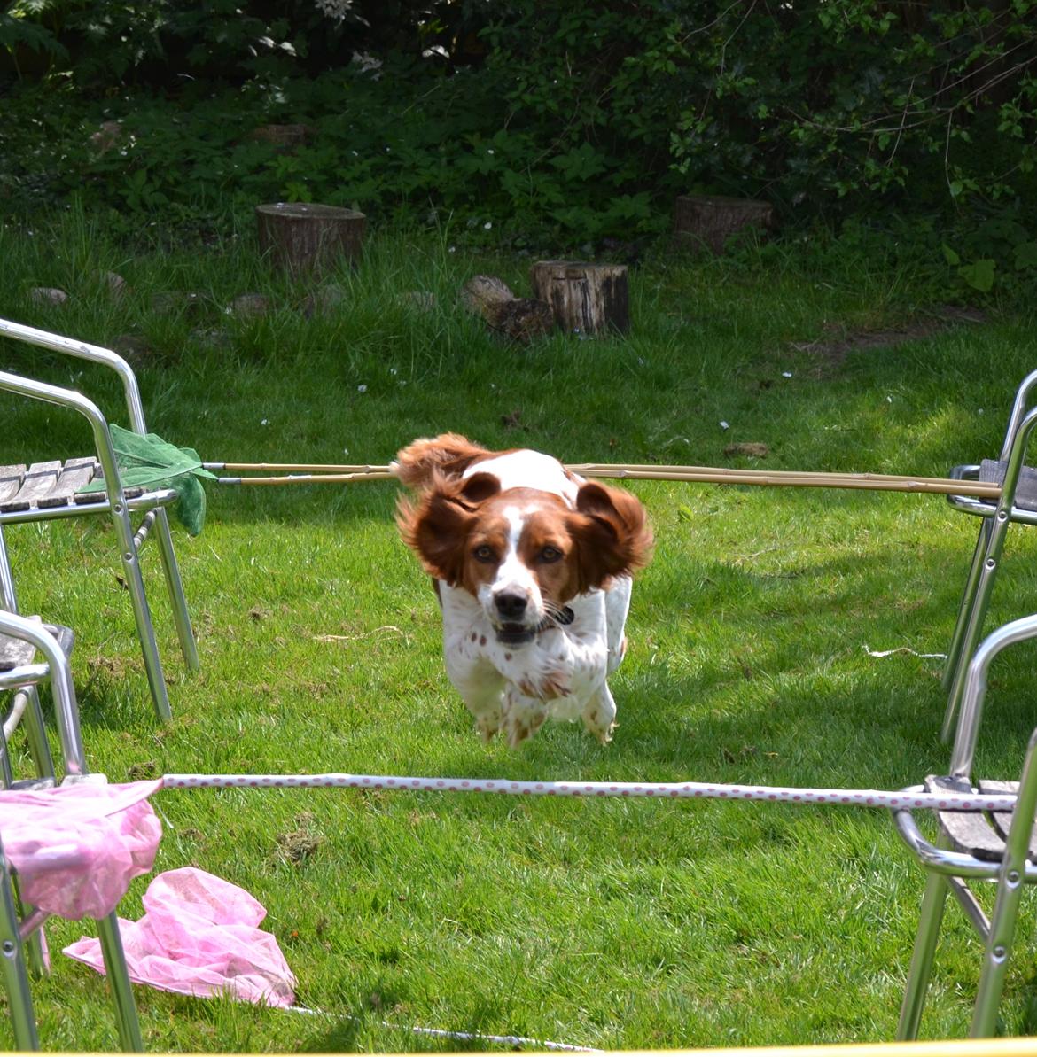 Breton Sitta - Sprrrriiiiiing <3 <3 billede 17