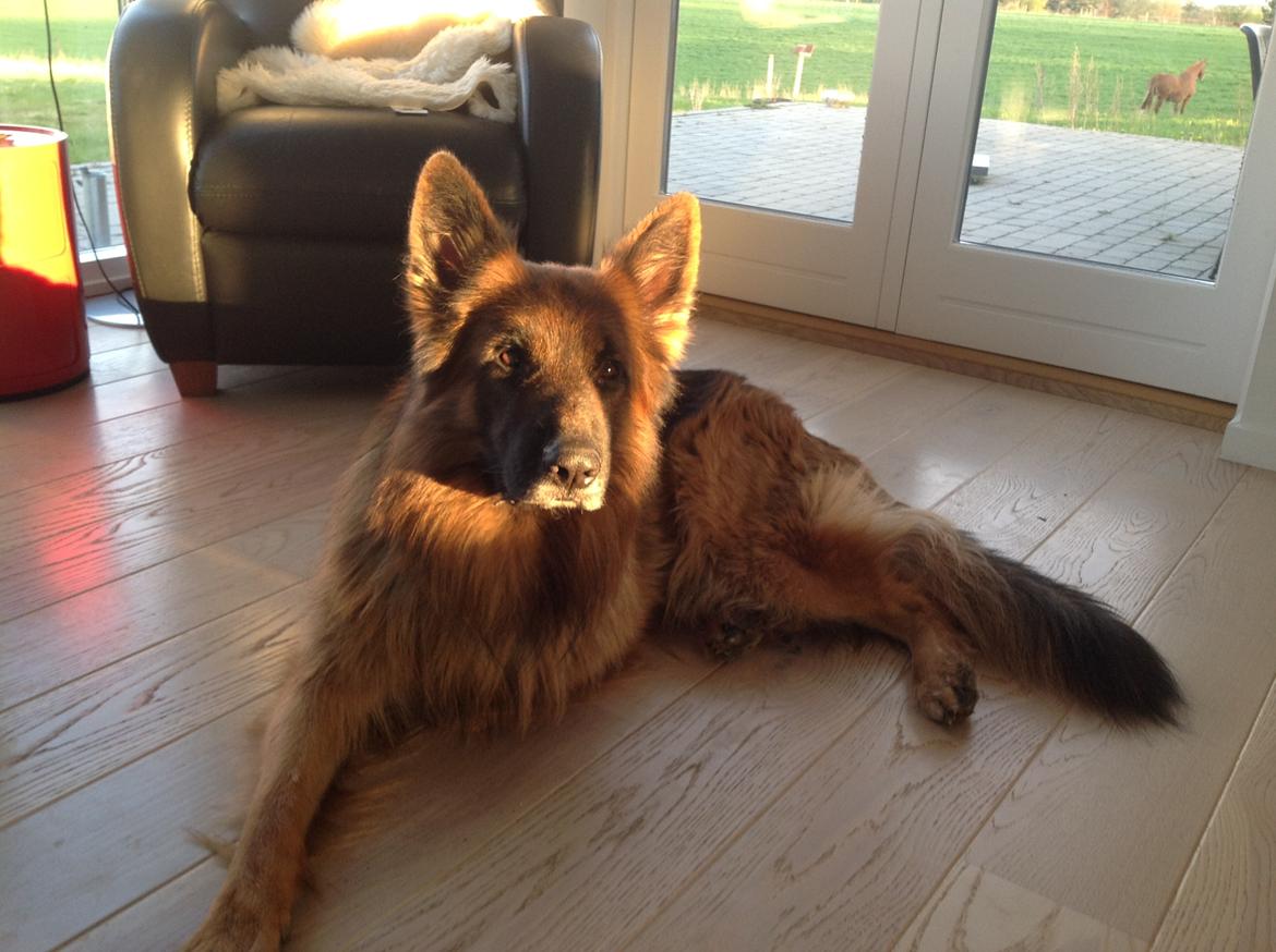 Schæferhund Horsnæs Bugger (Benny) - Jeg har altså fire ben, selvom det ikke ser sådan ud billede 14