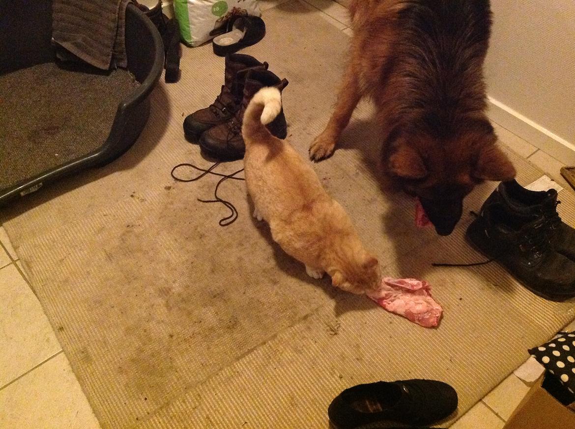 Schæferhund Horsnæs Bugger (Benny) - Her har Kurt og jeg så fået hver vores kødben, man er vel rar. billede 15