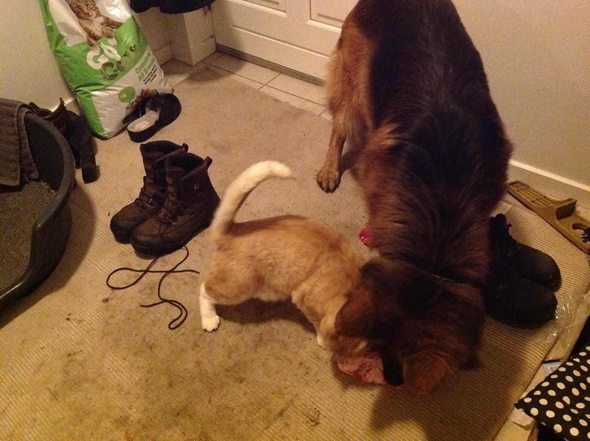 Schæferhund Horsnæs Bugger (Benny) - Og den skøre kat ville hellere have mit ben, så vi må jo dele billede 16