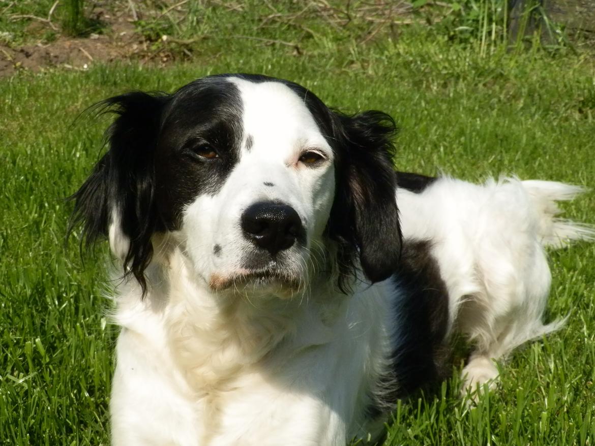 Blanding af racer Chips - Chips i haven en varm dag i maj 2012 billede 19