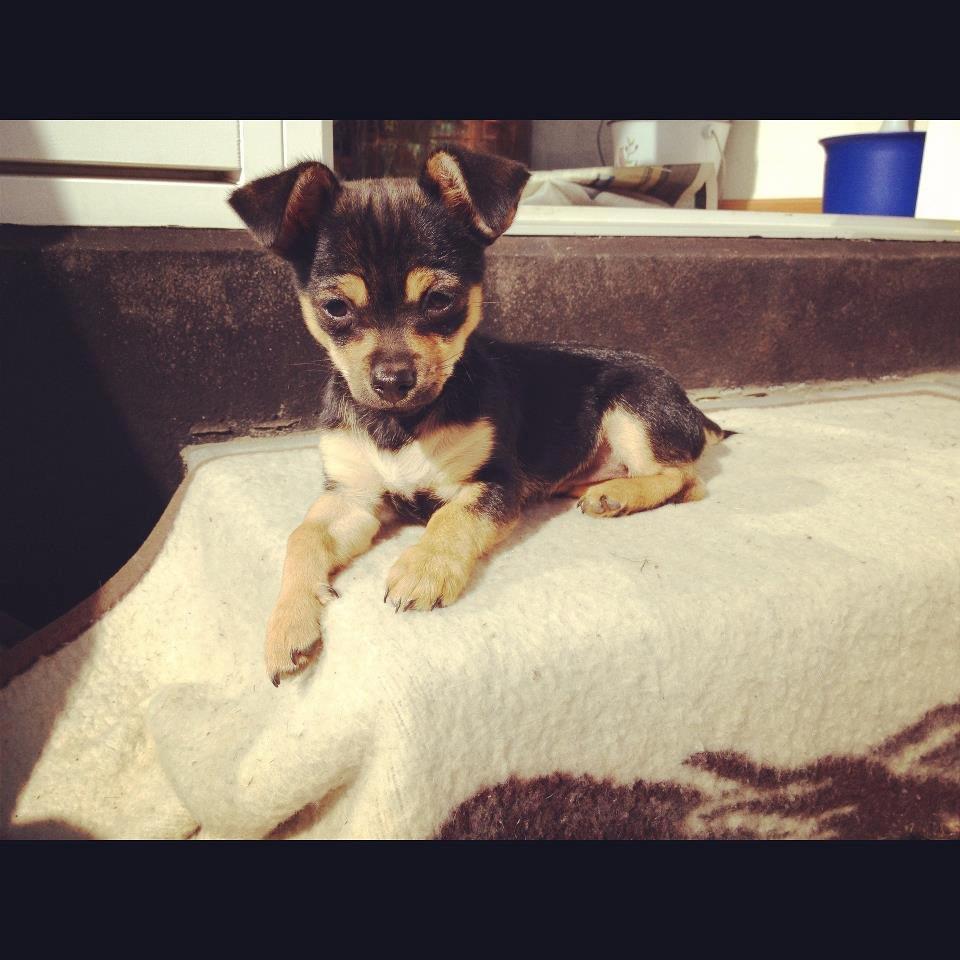 Chihuahua Mejse - Mejse nyder det gode vejr på trinet til terassen.  billede 1