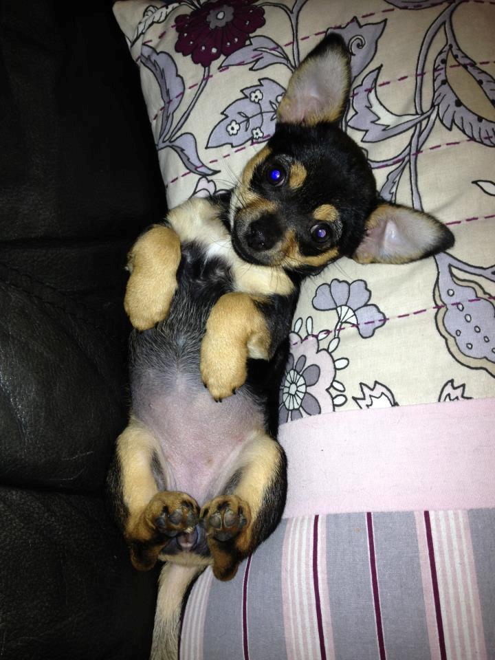 Chihuahua Mejse - Skønt at ligge på ryggen og blive nusset på maven ;o)  billede 2