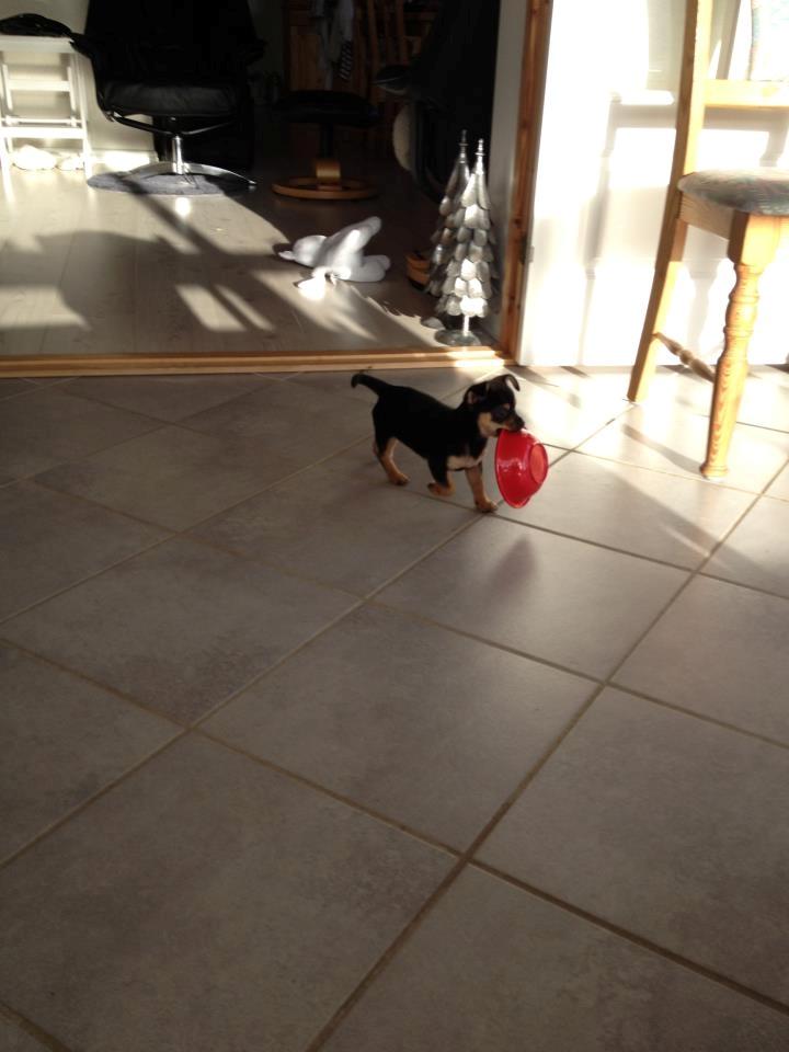 Chihuahua Mejse - Når jeg ikke må spise Yoggis mad, så kan jeg da bare tage hendes madskål! ;o)  billede 3