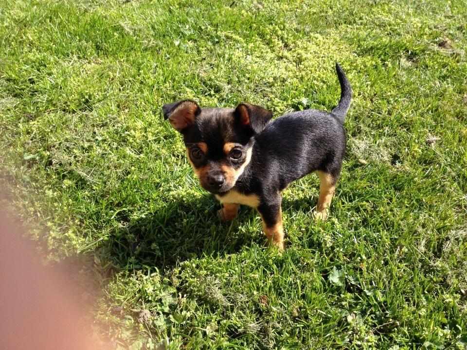 Chihuahua Mejse - I haven!  billede 4