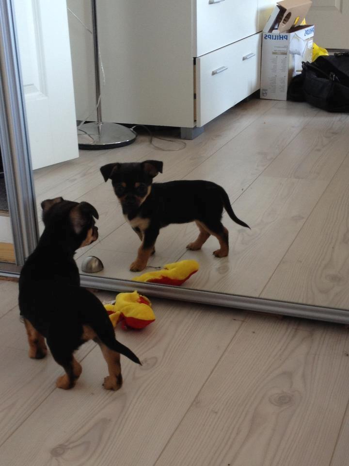 Chihuahua Mejse - Gad vide hvem det er - den ligner faktisk mig selv! Det var ret svært at forstå hvem der gemte sig bag spejlet, de første dage.... :o)  billede 5
