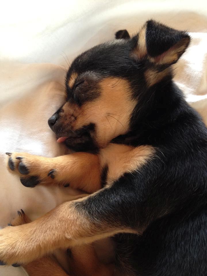 Chihuahua Mejse - Og når jeg sover kommer jeg vidst til at række tunge...... :p  billede 6