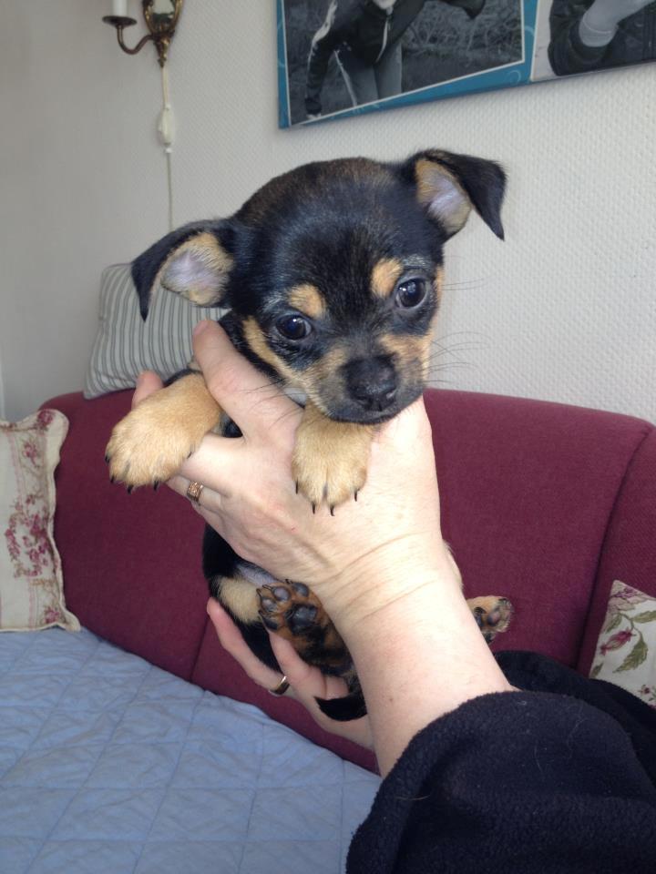 Chihuahua Mejse - Da vi var henne hos Ketty og se på Mejse .. :o)  billede 7