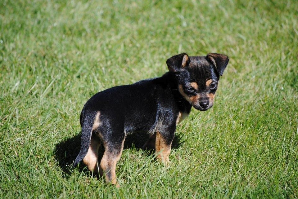 Chihuahua Mejse - Mejse!  billede 8