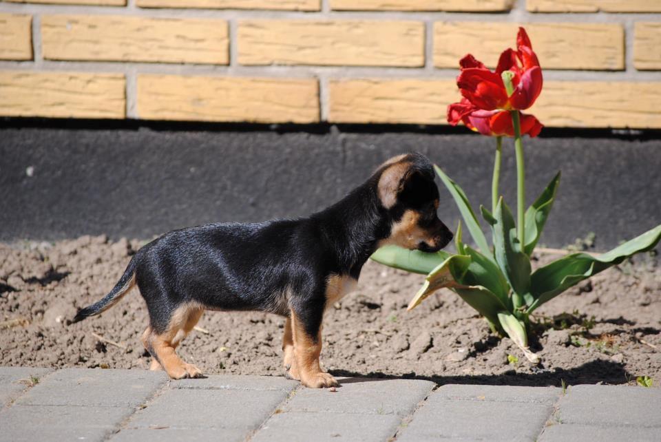 Chihuahua Mejse - I haven :)  billede 9