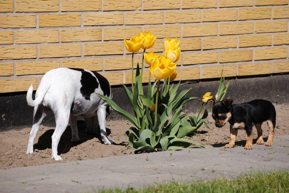 Chihuahua Mejse - Mejse og Yoggi hygger sig i haven :-) billede 10