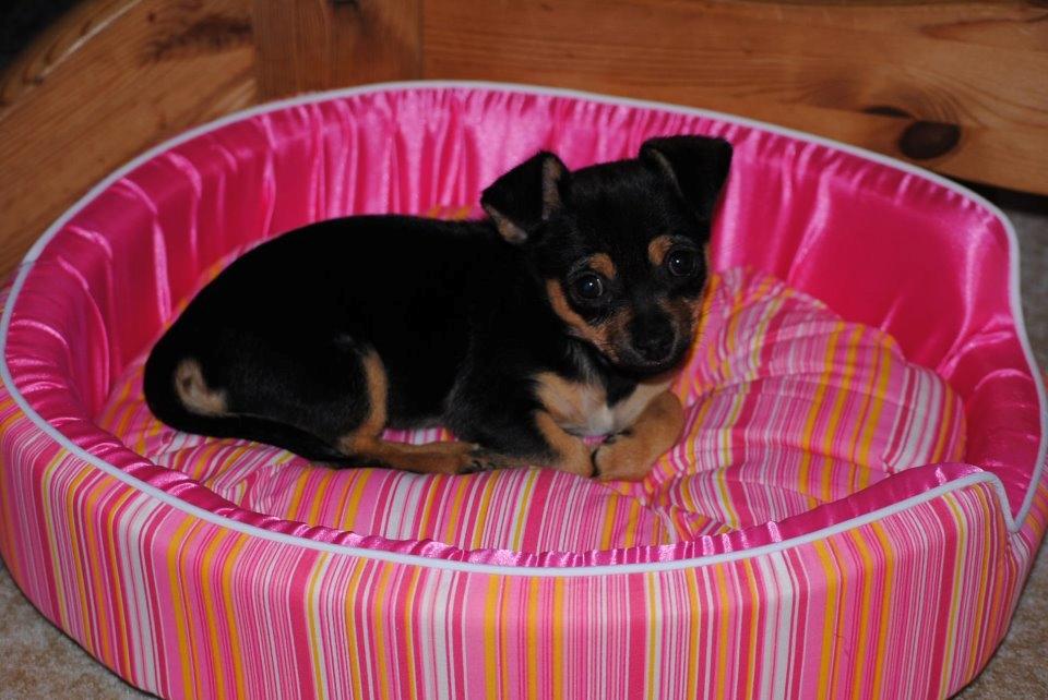Chihuahua Mejse - Dejlig seng jeg har fået ;-)  billede 11