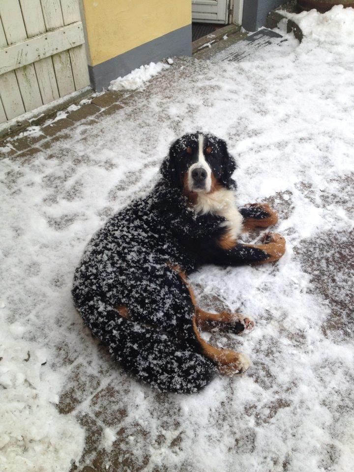 Berner sennenhund Royale Bernese Aladdin (Balder) - Endelig kom sneen mor ! Se! :D
Sne vejr = Berner vejr q: billede 19