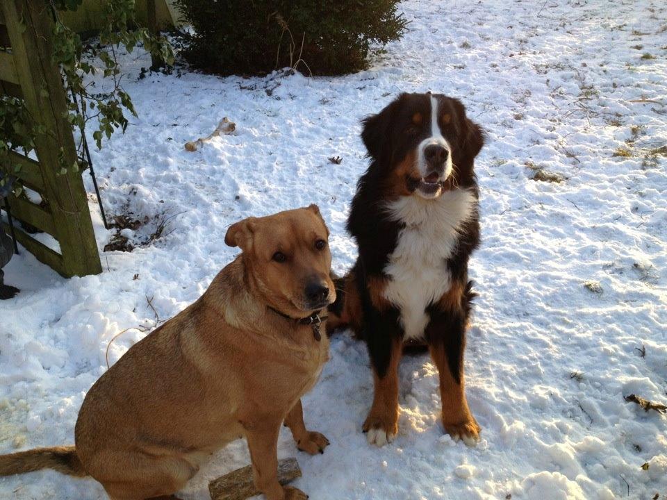 Berner sennenhund Royale Bernese Aladdin (Balder) - Zenta og jeg byder min mor velkommen hjem efter en lang dag på gymnasiet :)  billede 14