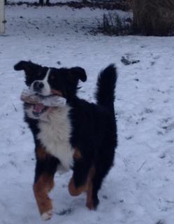 Berner sennenhund Royale Bernese Aladdin (Balder) - Elsker at lege med  min træklods :) billede 11