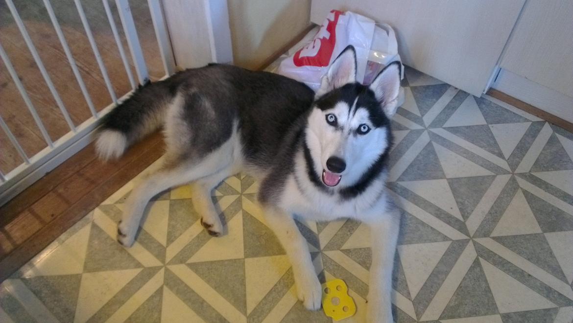 Siberian husky Nikita billede 1