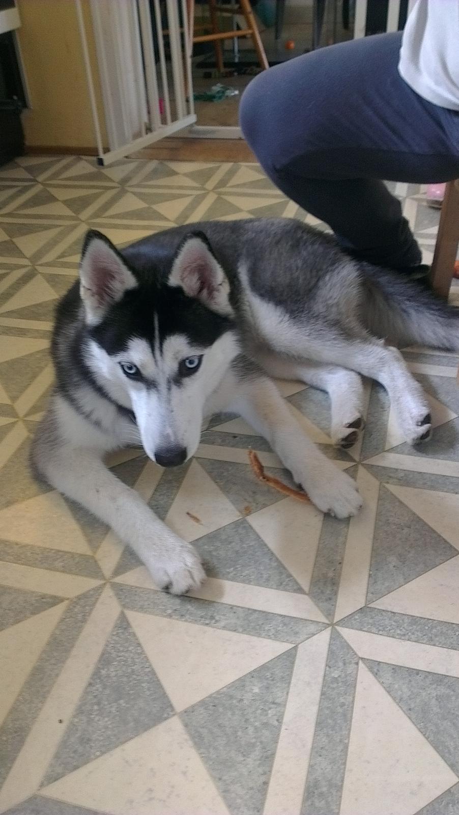 Siberian husky Nikita billede 2