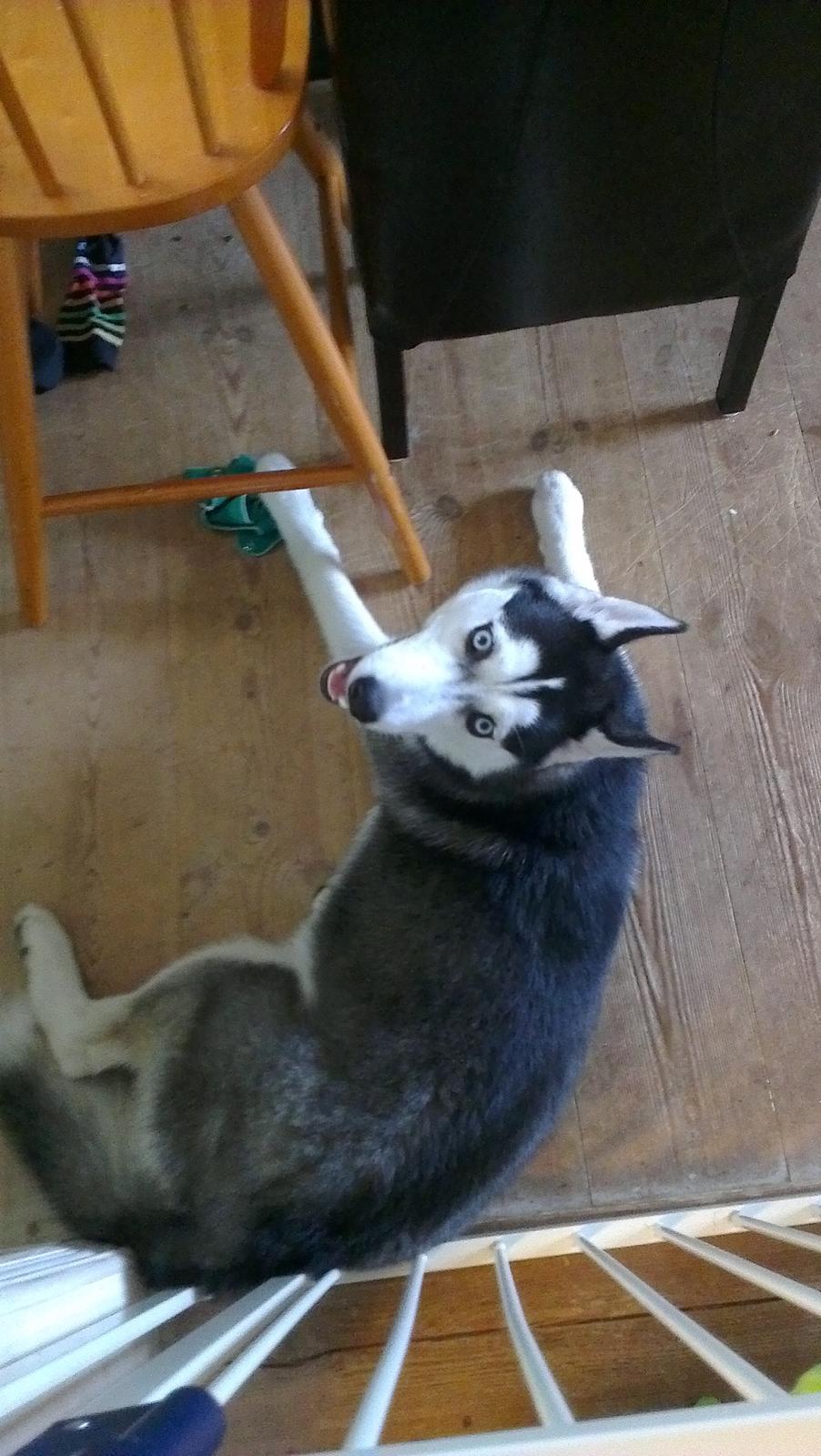 Siberian husky Nikita billede 3