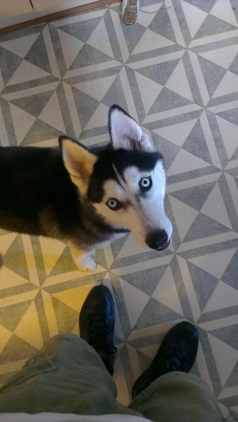 Siberian husky Nikita billede 4