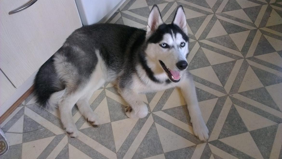 Siberian husky Nikita billede 5