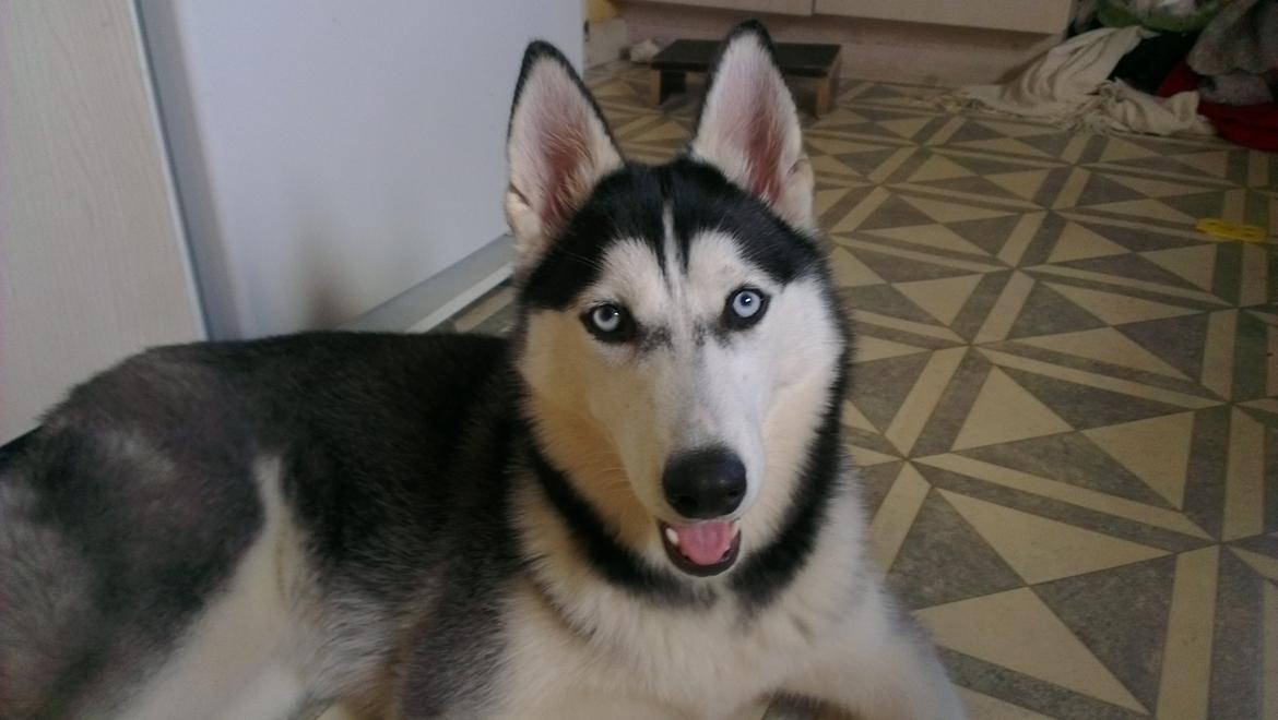 Siberian husky Nikita billede 6