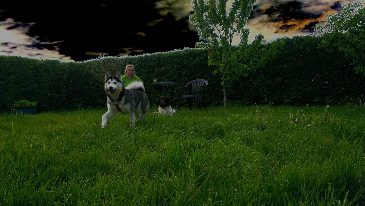 Siberian husky Nikita billede 7