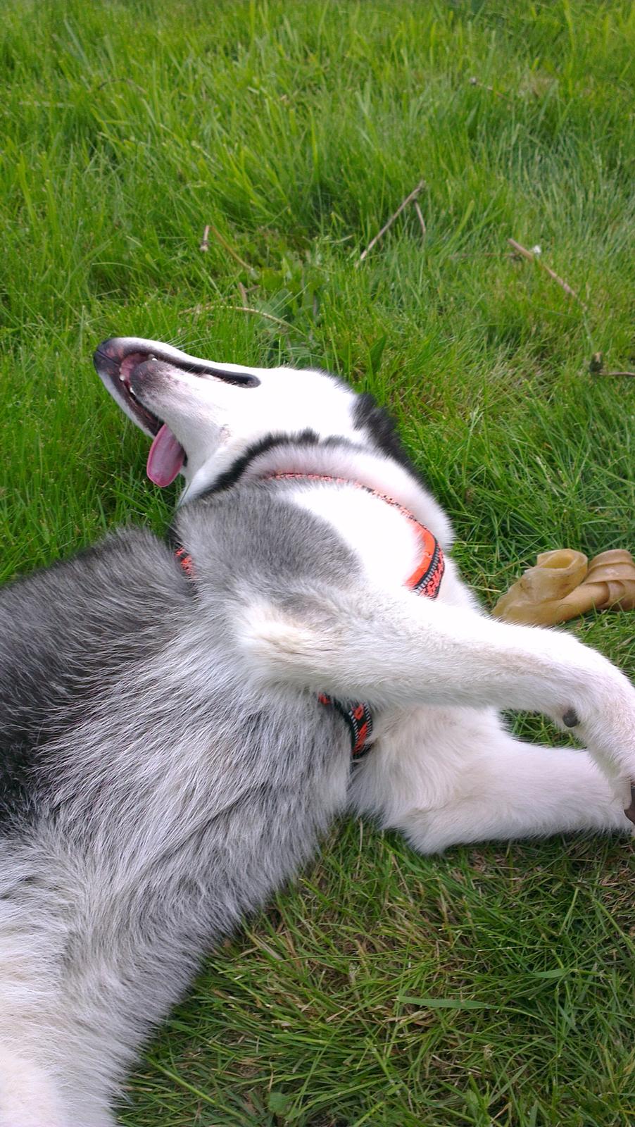 Siberian husky Nikita billede 8