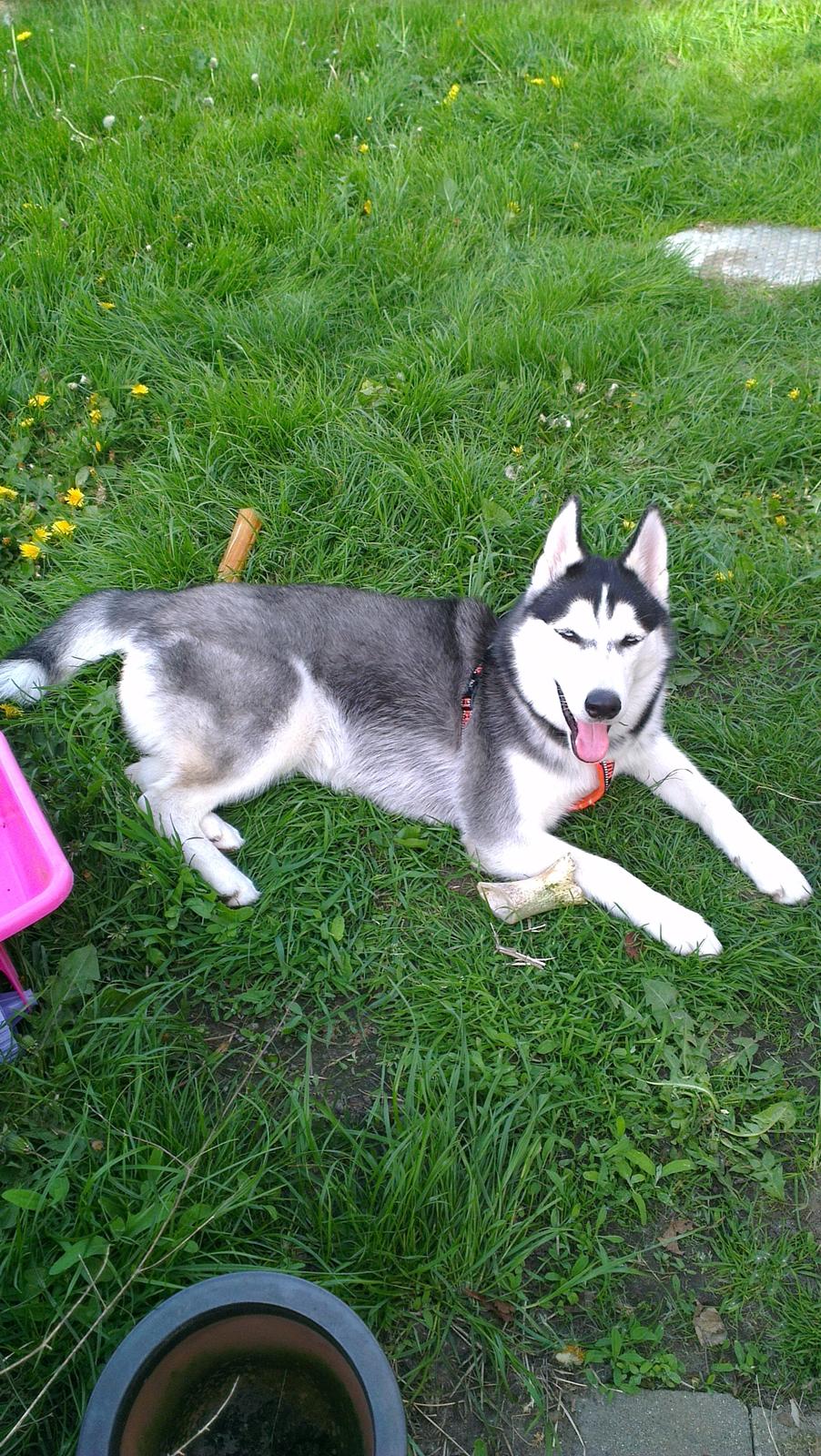 Siberian husky Nikita billede 9