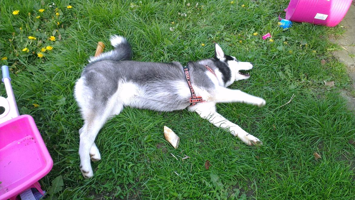 Siberian husky Nikita billede 10