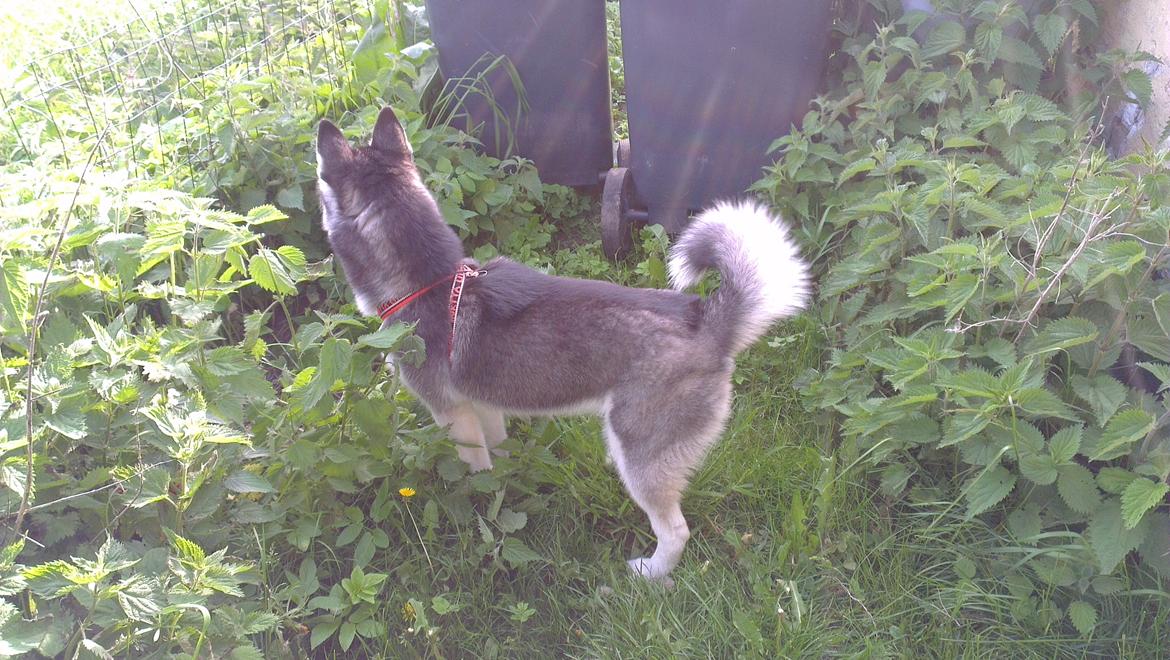 Siberian husky Nikita billede 11