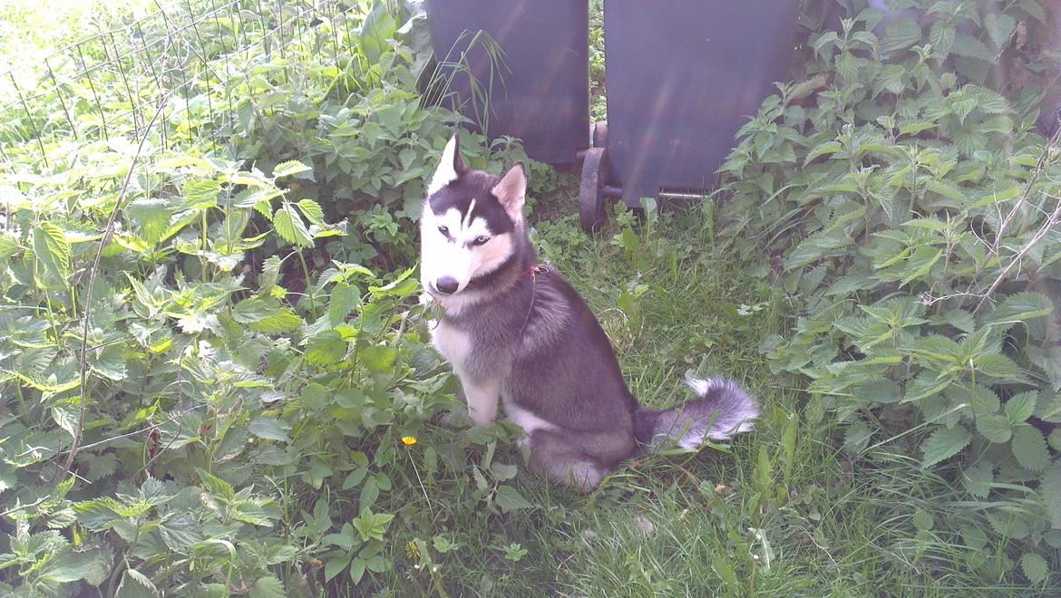 Siberian husky Nikita billede 12