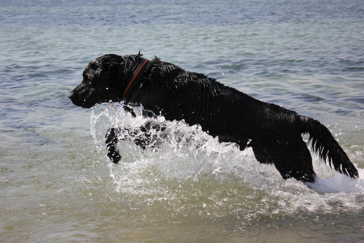 Labrador retriever Basse billede 1