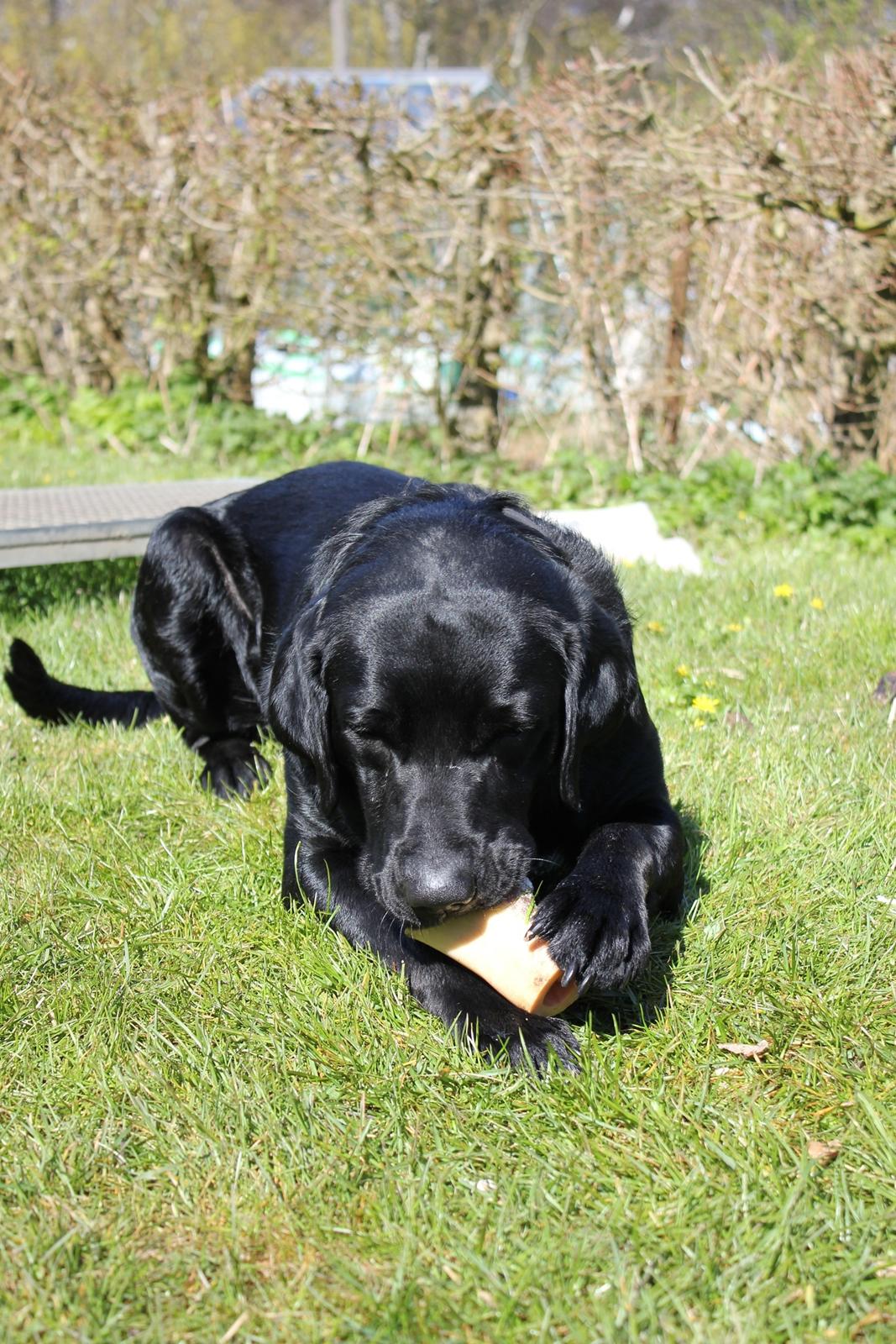 Labrador retriever Basse billede 8