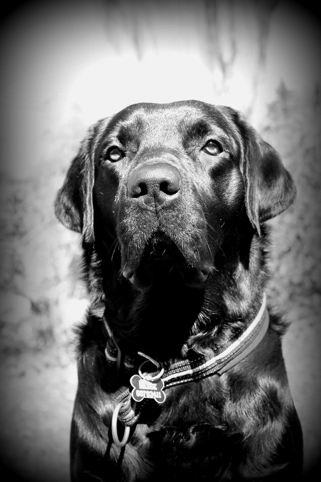 Labrador retriever Basse billede 9