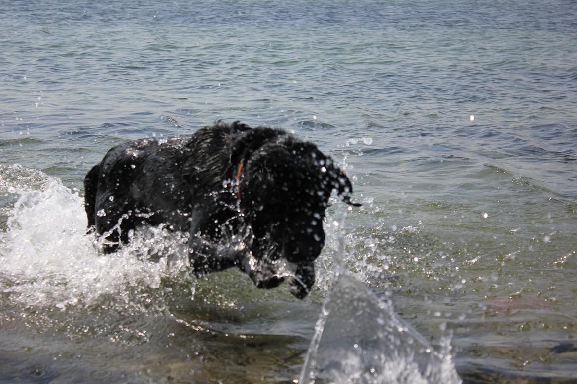 Labrador retriever Basse billede 10