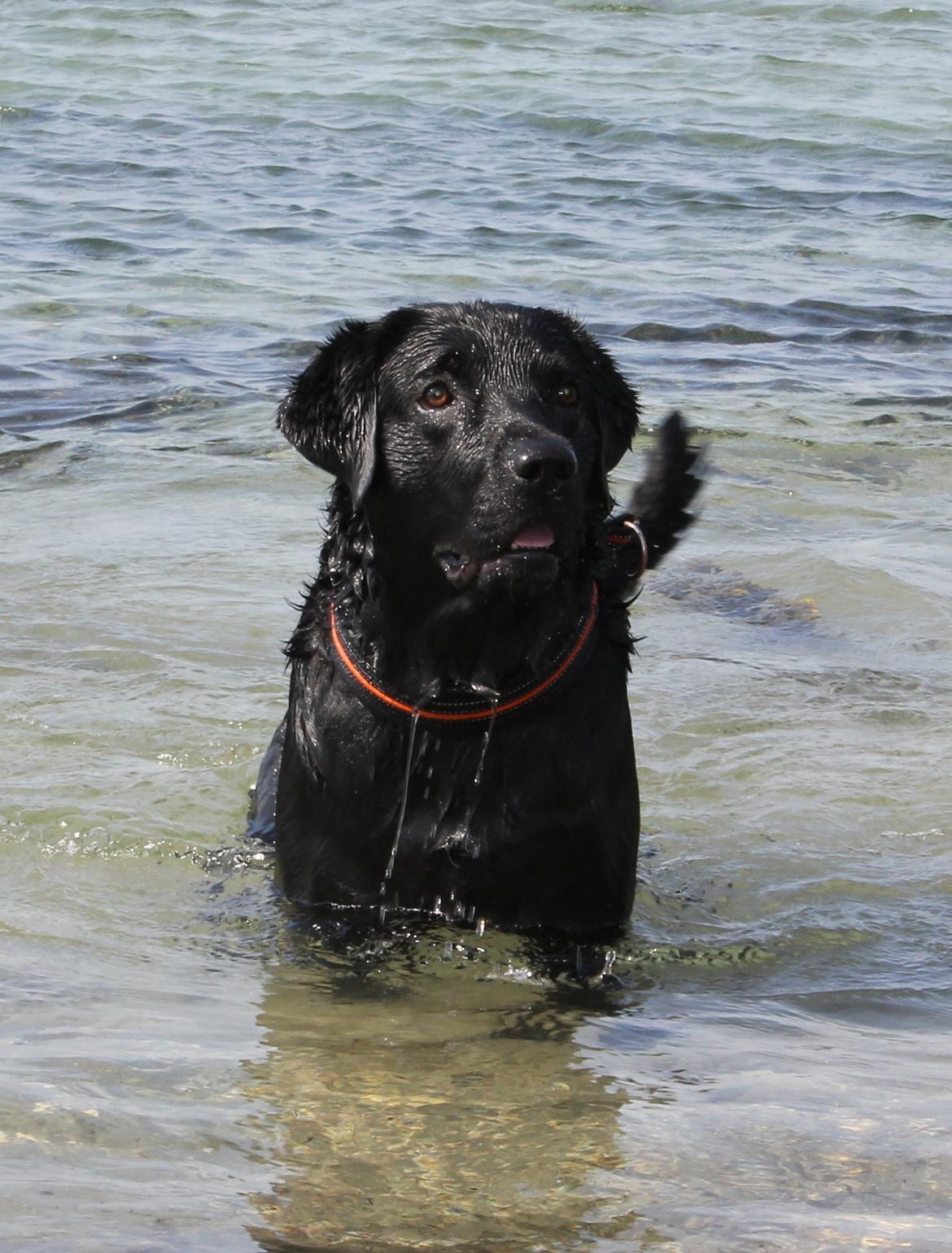 Labrador retriever Basse billede 11