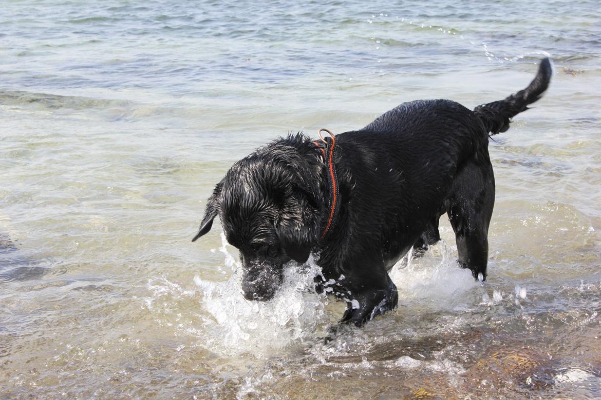 Labrador retriever Basse billede 12