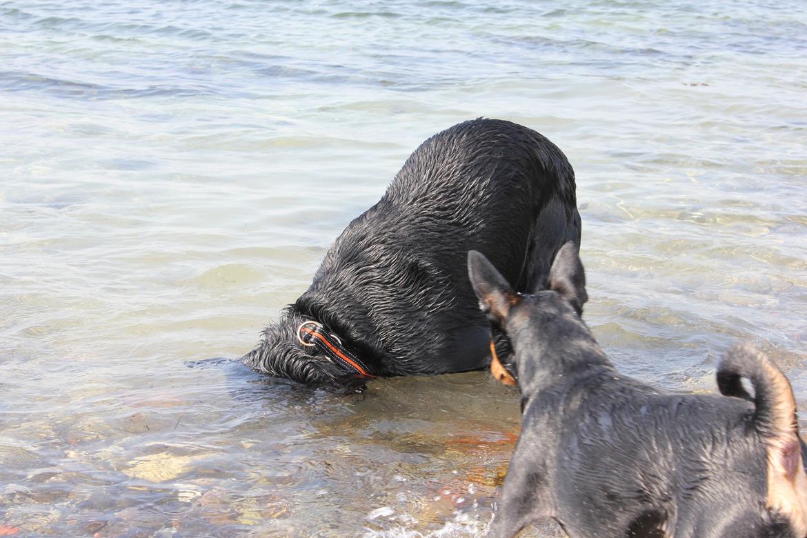 Labrador retriever Basse billede 13