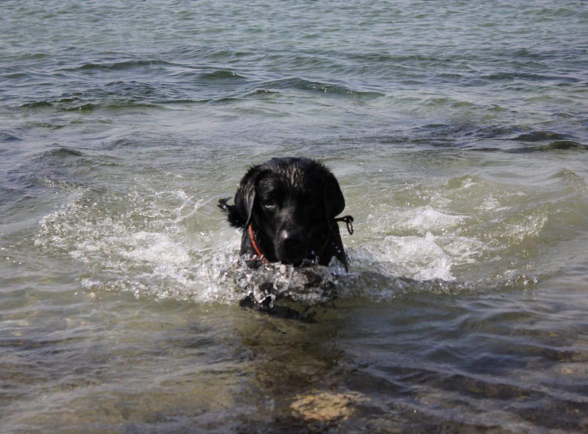 Labrador retriever Basse billede 14